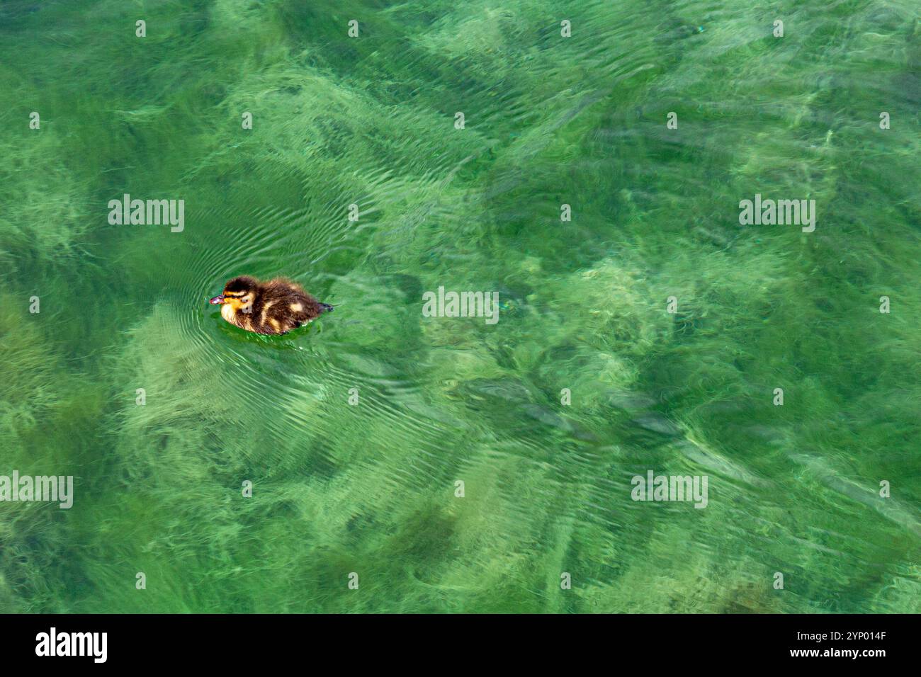 Entlein schwimmt über den Dorfteich Stockfoto