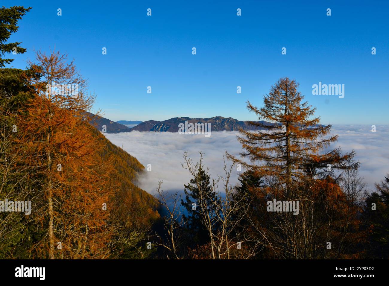 Blick auf das Plateau von Lelika planina, das sich über den Nebel und herbstfarbenen Lärchen in Slowenien erhebt Stockfoto