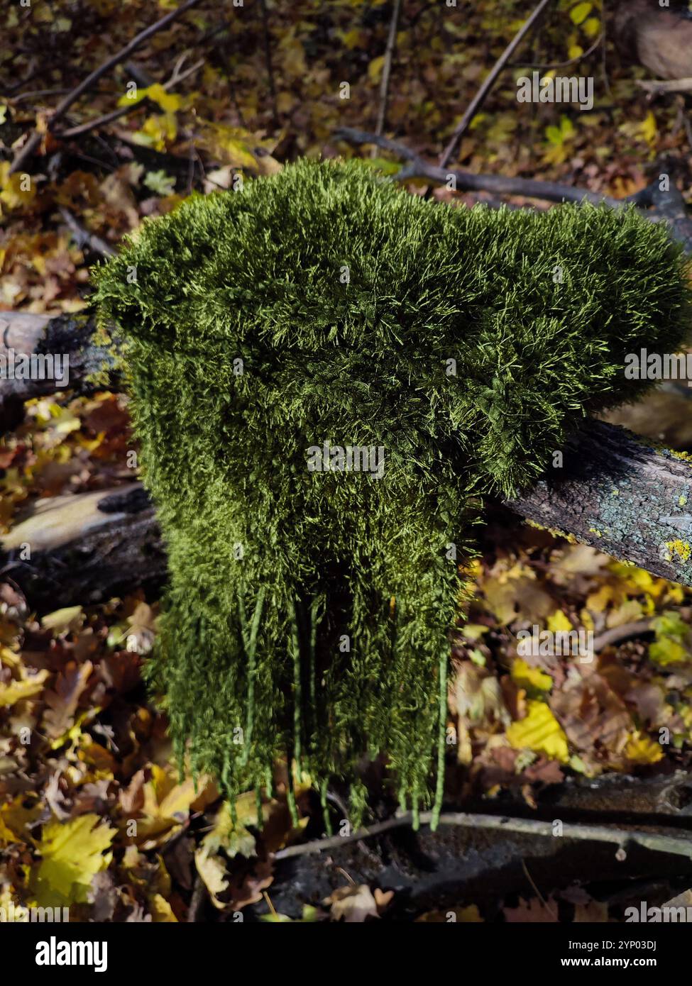 Grüner Strickschal, Fransen, Grasfellschal mit Moosstruktur, langer flauschiger Schal im Herbstwald, Samtschal, Halskleidung, Accessoire, Natur inspiriert Stockfoto