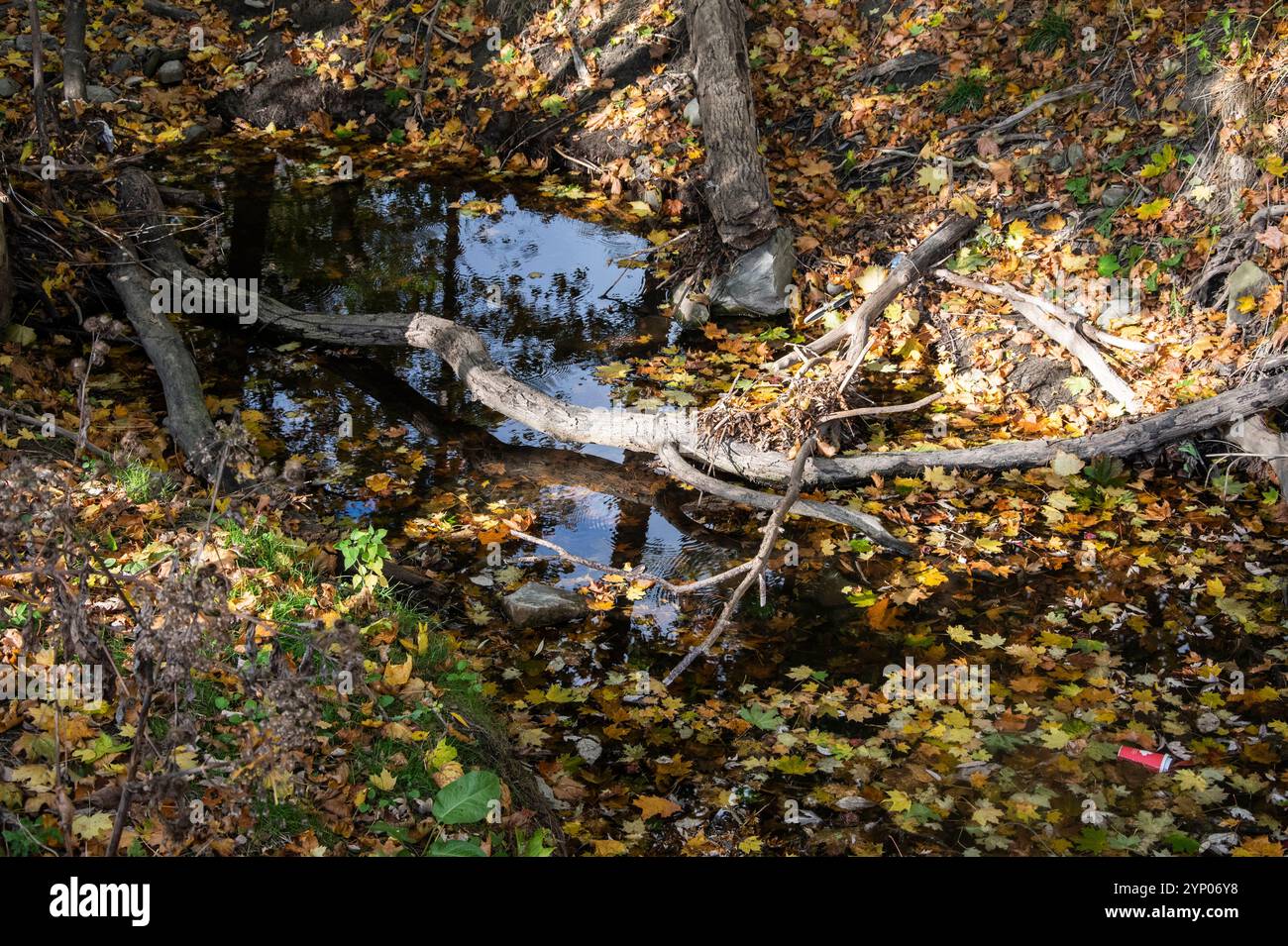 Gefallener toter Baum in einem Bach im Jack Darling Memorial Park in Port Credit, Mississauga, Toronto, Ontario, Kanada Stockfoto