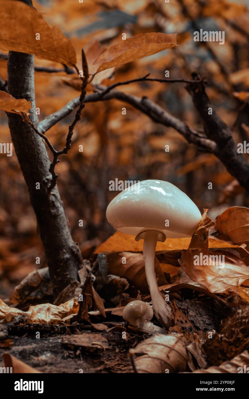 Pilz in einem Feenwald. Pilze, die in grünem Moos wachsen und mit Herbstblättern bewachsenen Wald. Stockfoto