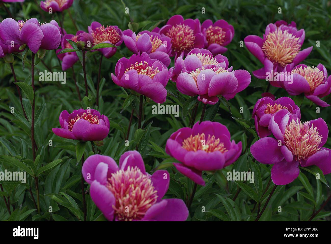 Ein Feld mit rosa Pfingstrose. Stockfoto