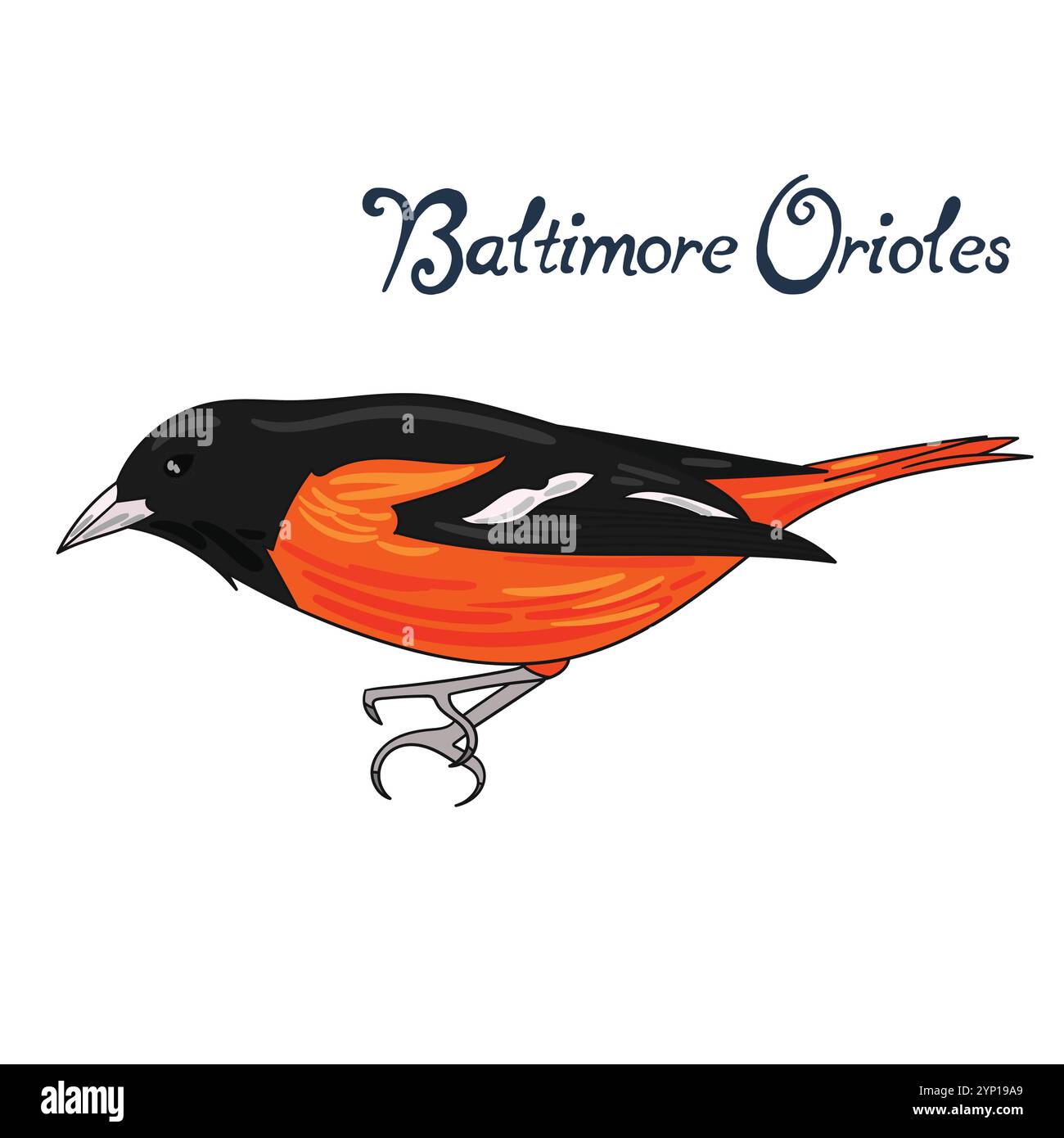 Vogel baltimore orioles Vektor-Illustration Stock Vektor