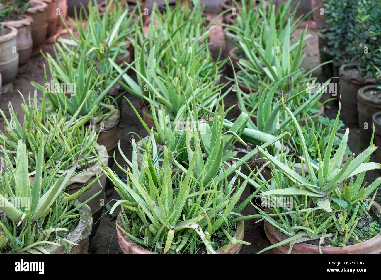 Groe Aloe Vera Pflanze wchst wild in Spanien mit Palmen in der Ferne  Stockfotografie - Alamy
