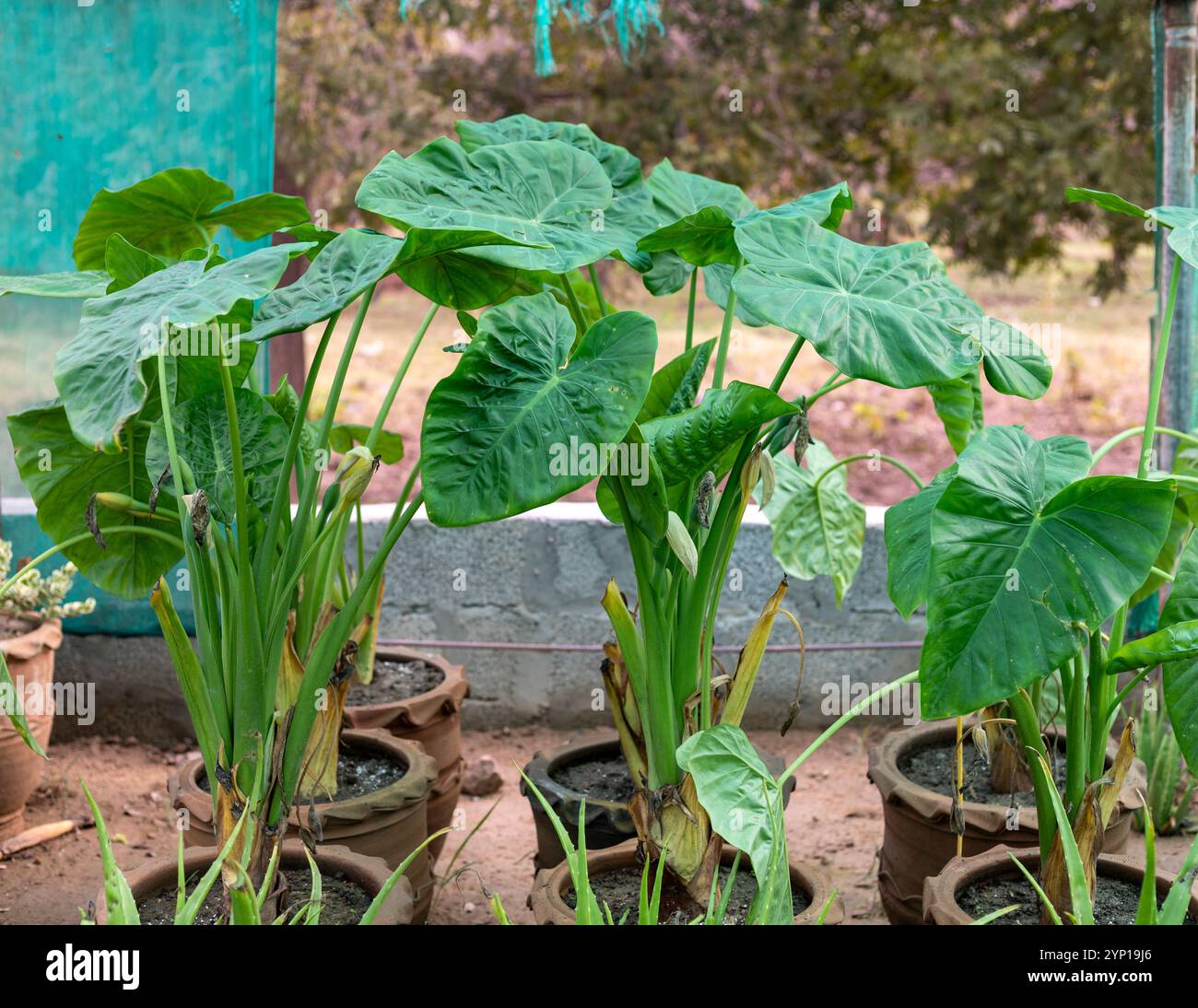 Alocasia calidora aroidiert Lilienpflanzen, die in Baumschulen wachsen Stockfoto