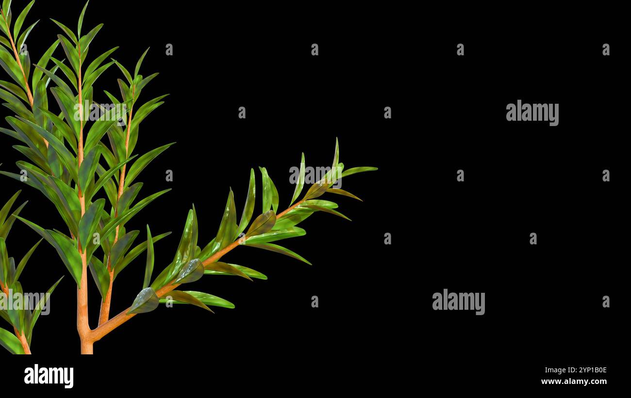 3D-Darstellung von Melaleuca alternifolia oder allgemein bekannt als Teebaum Stockfoto