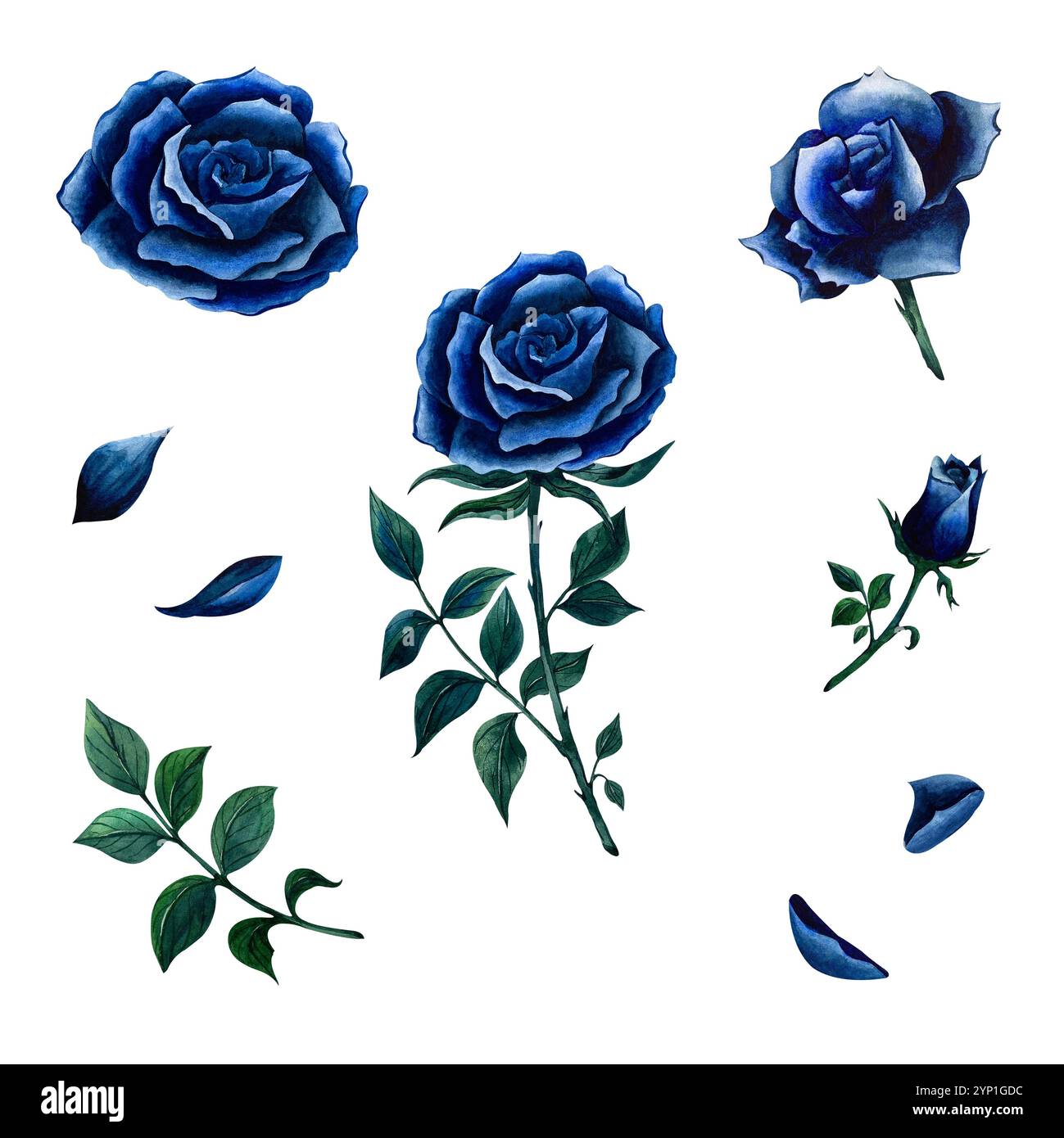 Set von blauen Rosen und Stielen mit gefallenen Blütenblättern in Aquarell isoliert auf weißem Hintergrund. Blühende Rose und Knospen einfache Zeichnung für Gothic des Stockfoto