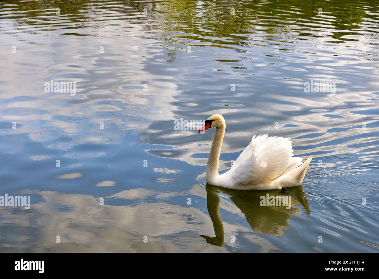 Majestätischer Schwan, der anmutig über einen ruhigen Teich gleitet, der den blauen Himmel reflektiert Stockfoto