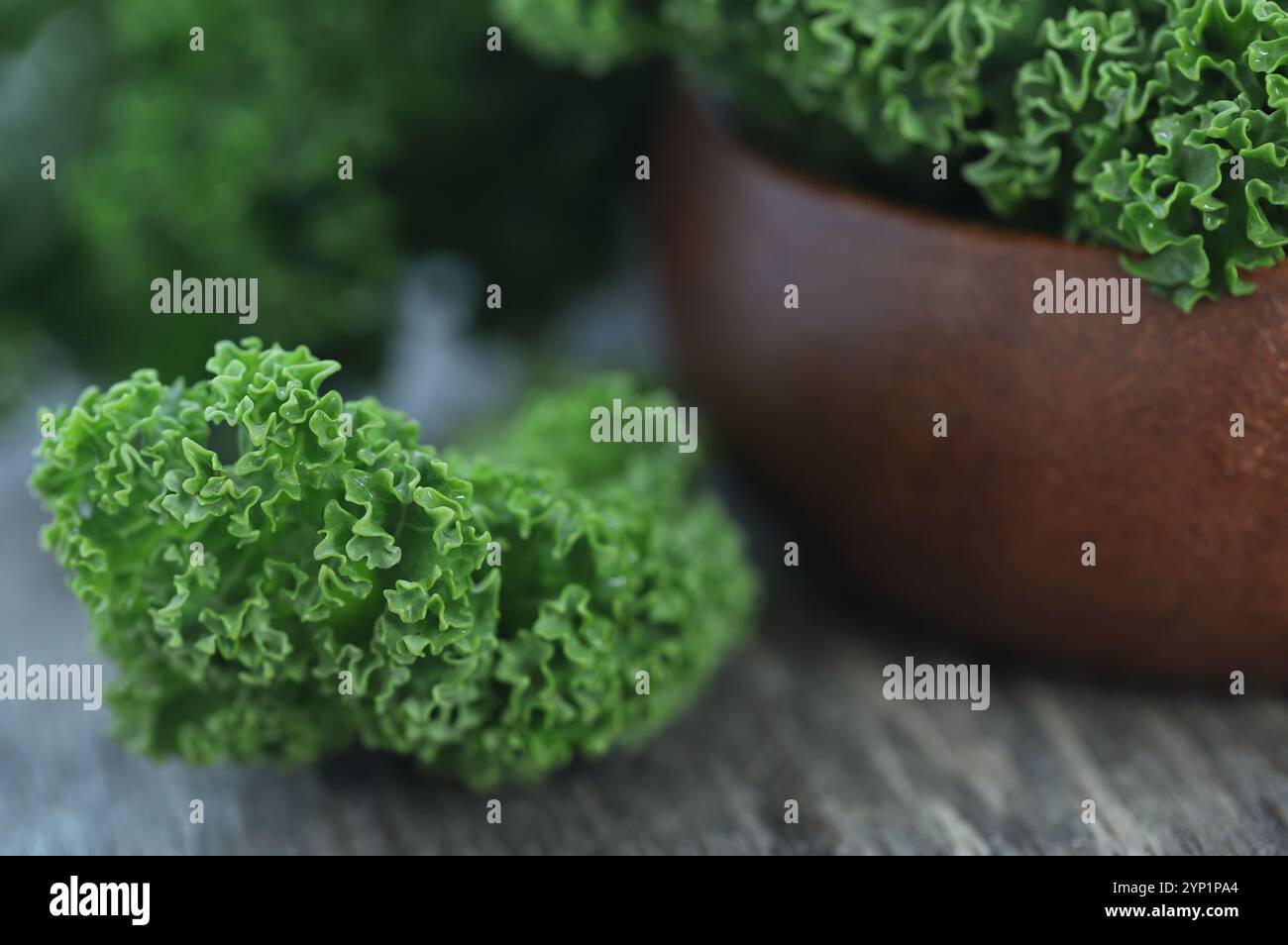 Grünkohl oder Blattkohl frisch und biologisch Stockfoto