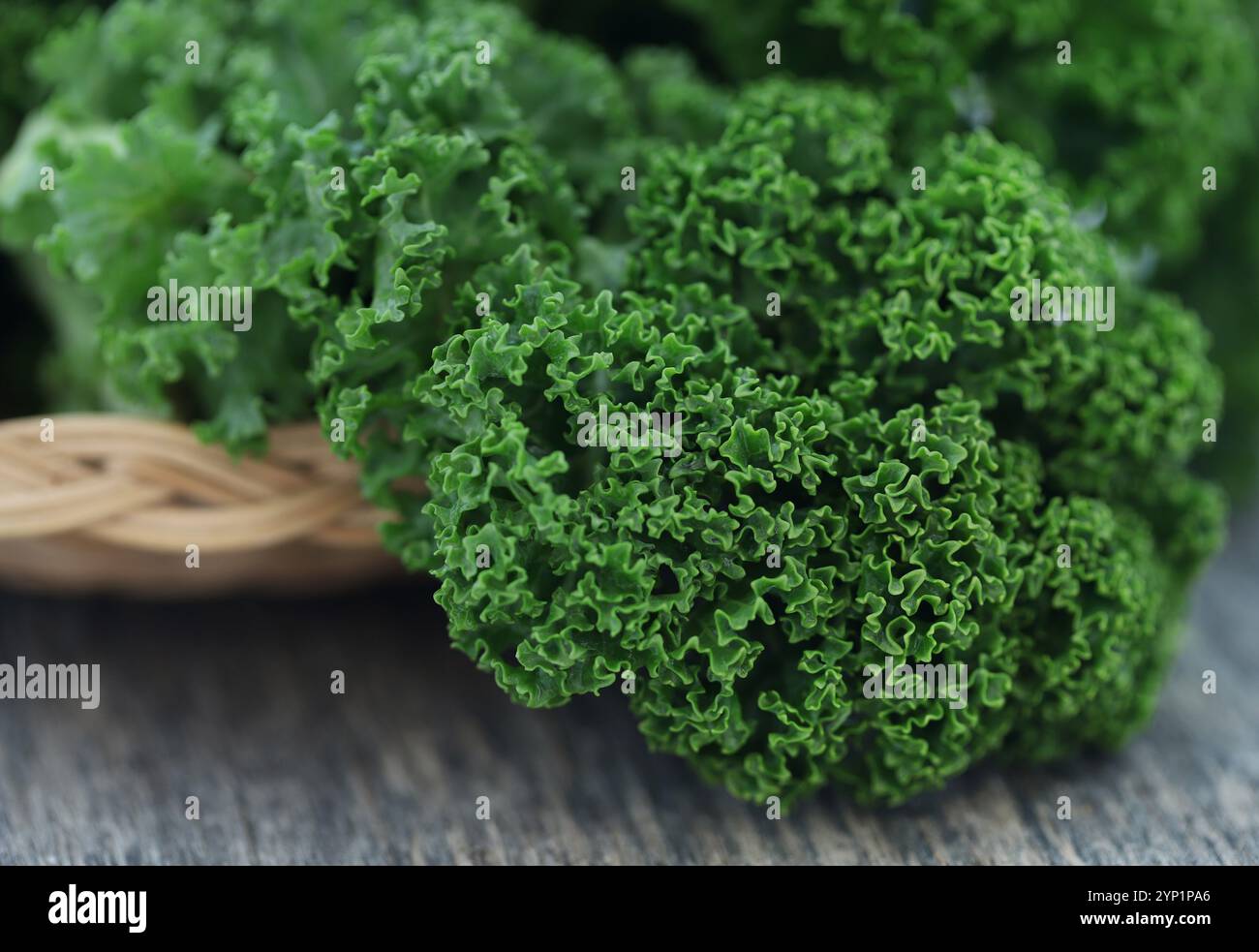 Grünkohl oder Blattkohl frisch und biologisch Stockfoto