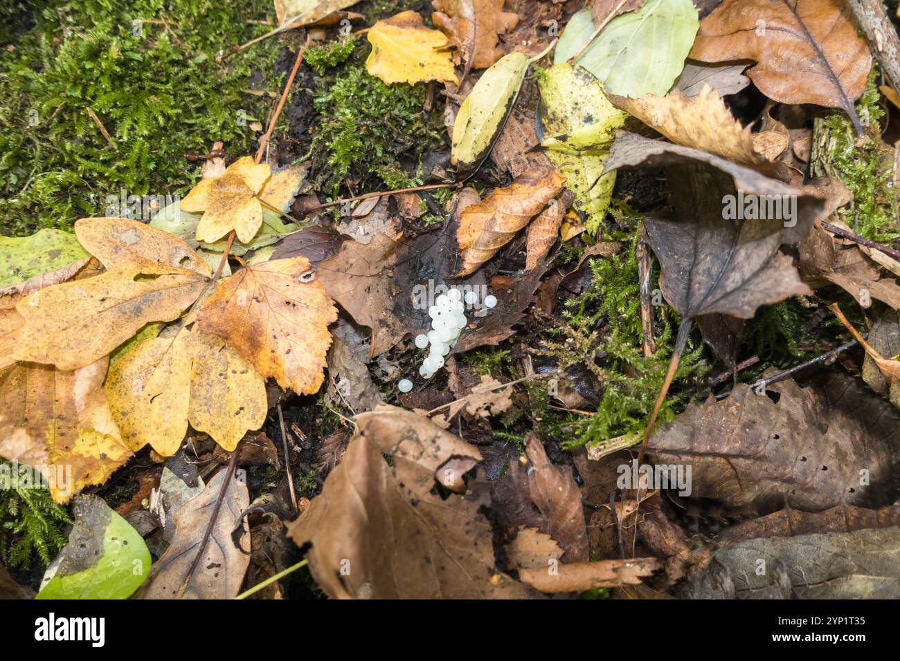 Eine Kupplung von Schneckeneiern, die in Blattstreu abgelegt wurden. Herefordshire England Vereinigtes Königreich. Oktober 2024 Stockfoto