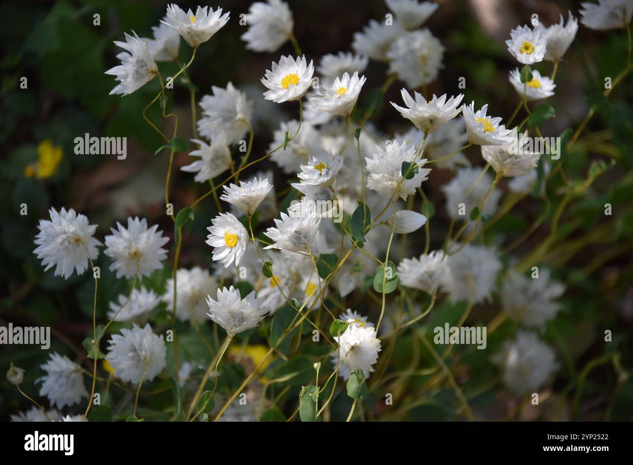 Westliche Australische Wildblume. Rhodanthe Manglesii „Mangles Everlasting“. Everlasting Kings Park Festival, Perth Western Australia. Stockfoto