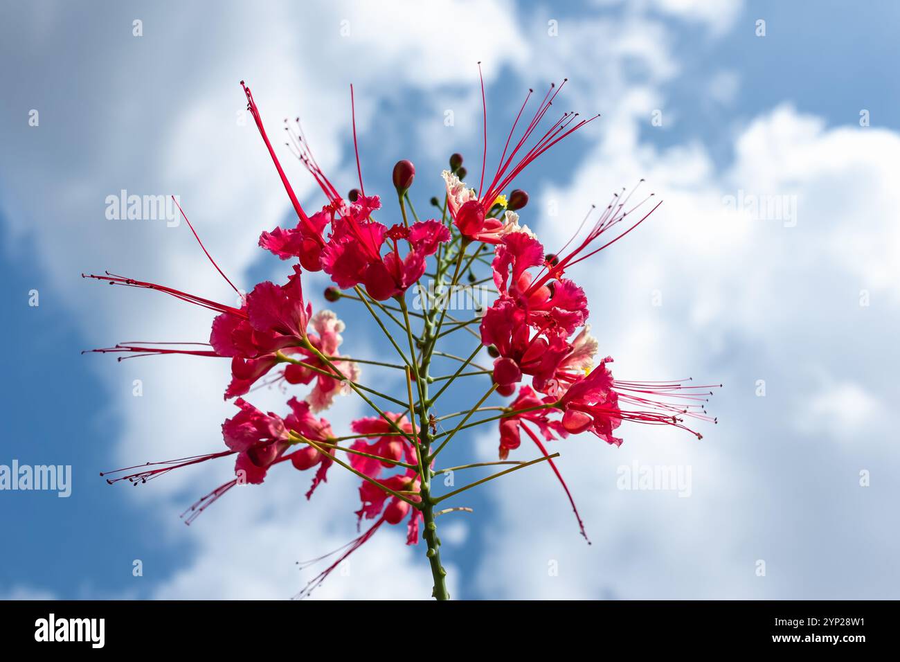 Rote Blumen auf einem blühenden Feuerbaum vor blauem Himmel. Wunderschöne orangene Blume, gefangen mit blauem Himmel. Pfauenblumen in voller Blüte. Royal Poincia Stockfoto