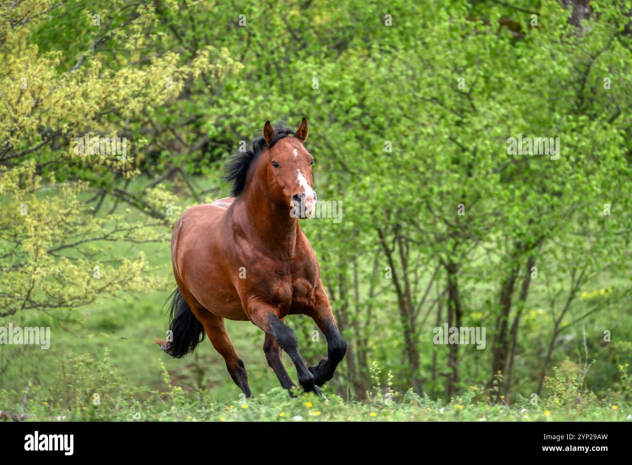 Schönes rotes Pferd, das im Herbst auf dem Feld läuft. Pferd nicht züchten. Stockfoto