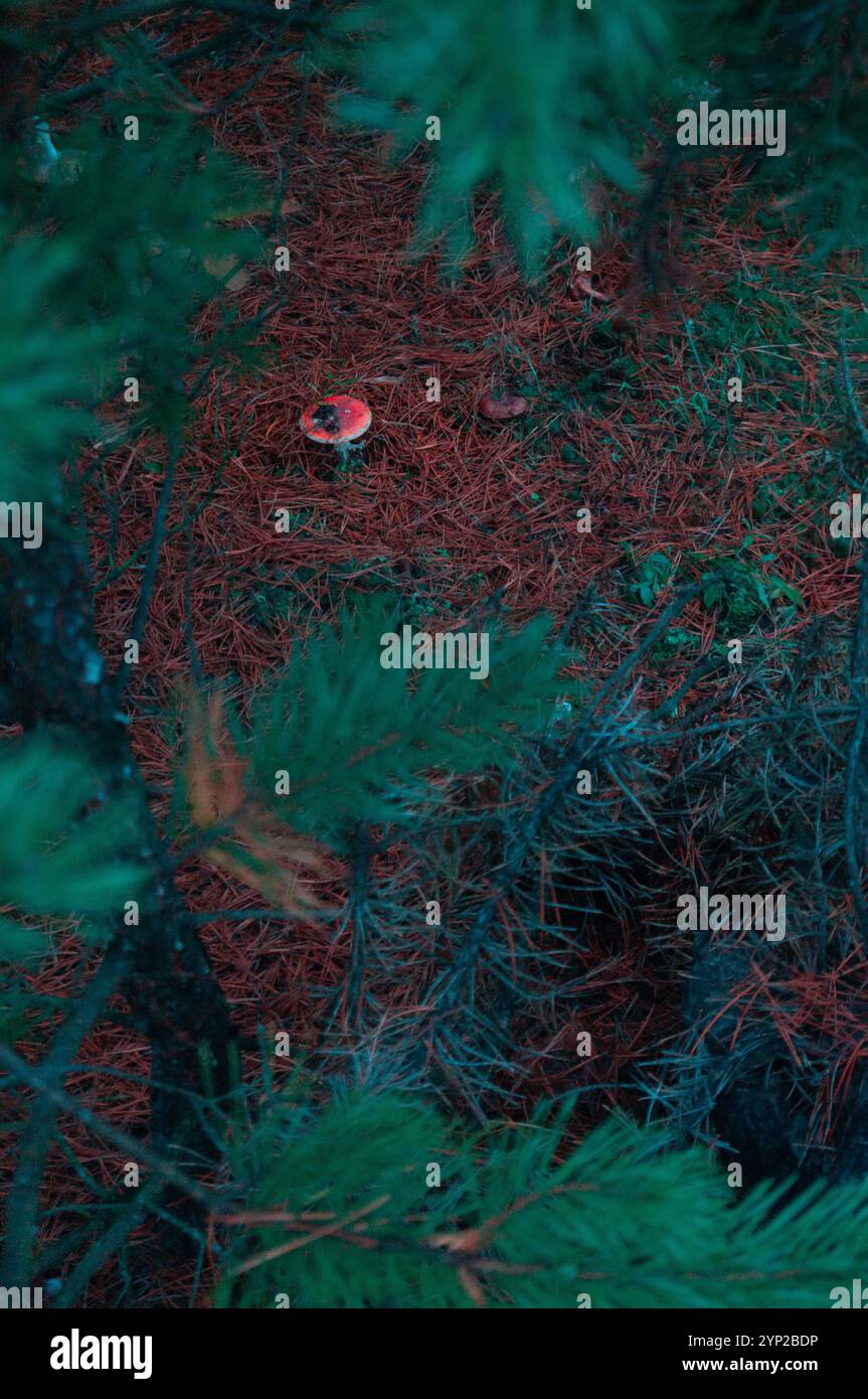 Blick durch Kiefernäste auf den Waldboden mit leuchtenden roten Pilzen, umgeben von Kiefernnadeln und üppiger grüner Vegetation in stimmungsvoller Beleuchtung. Stockfoto