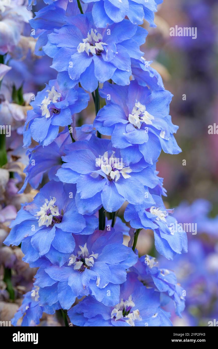 Delphinium Blue Lagoon, Larkspur Blue Lagoon, mittelblau, weiß meliertes blaues Auge, geraffte Blütenblätter Stockfoto