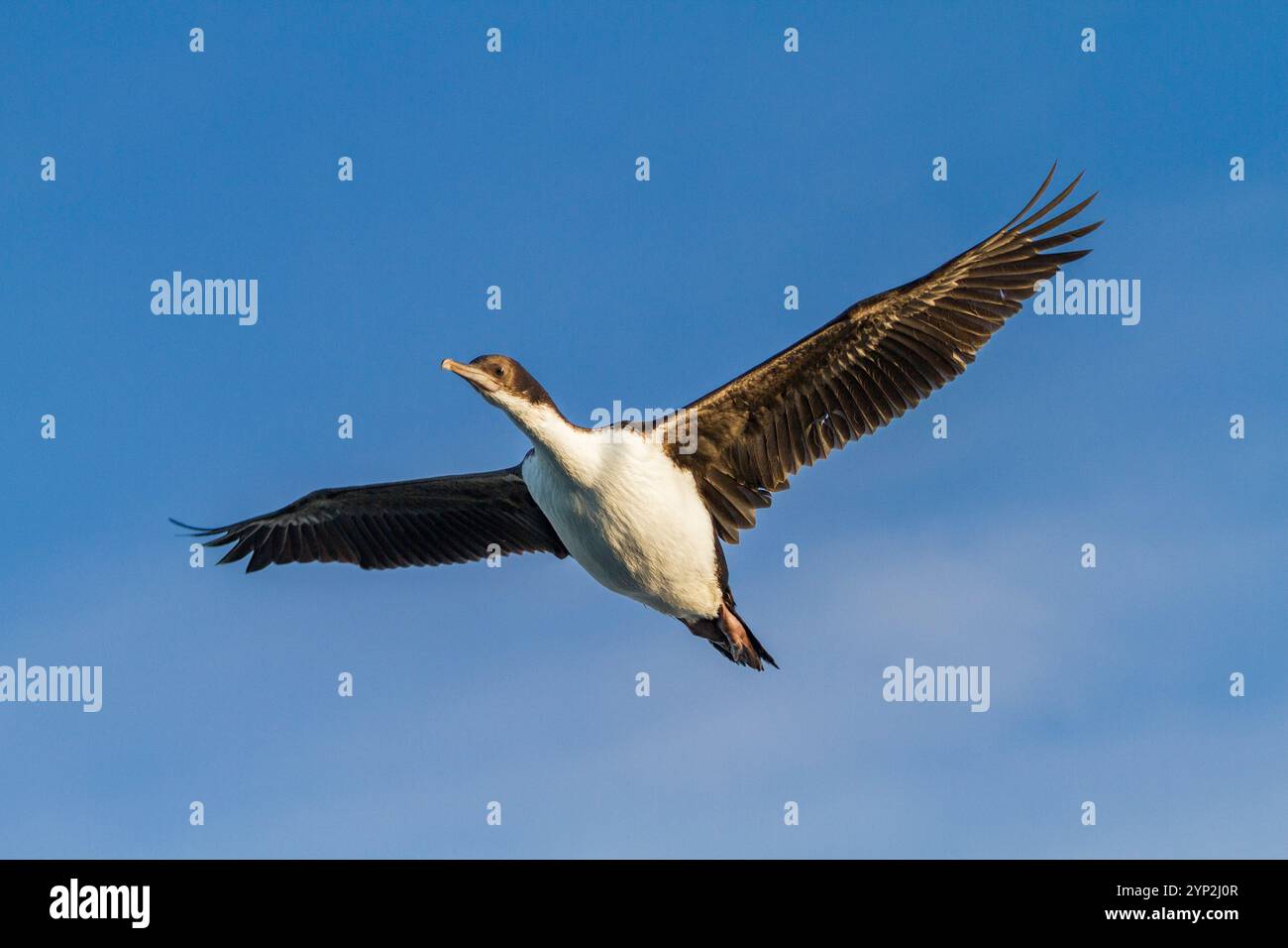 Erwachsener Kaiserbarsch (Phalacrocorax (Atriceps) atriceps) im Flug auf den Falklandinseln, Südatlantik, Südamerika Stockfoto