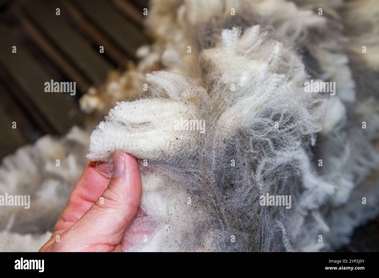 Schafe, die auf der Long Island Schaffarm vor Stanley geschoren werden, auf den Falklandinseln, im Südatlantik, Südamerika Stockfoto