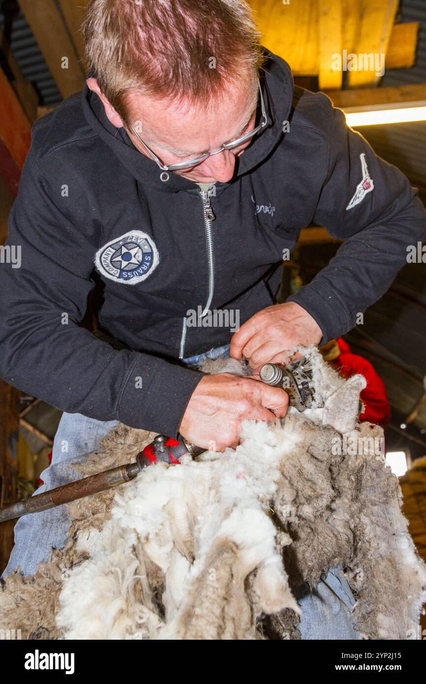 Schafe, die auf der Long Island Schaffarm vor Stanley geschoren werden, auf den Falklandinseln, im Südatlantik, Südamerika Stockfoto