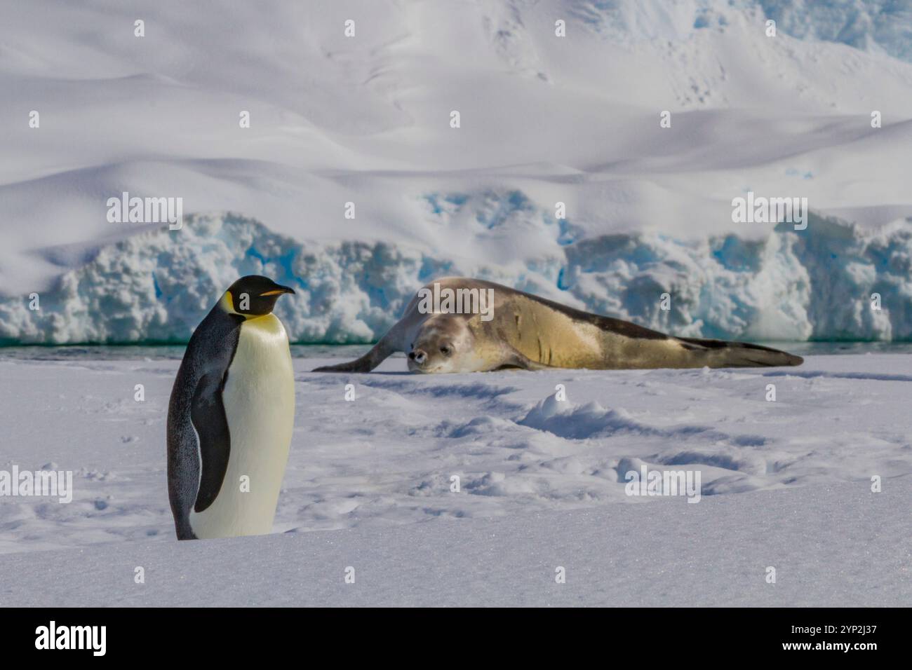 Ein einsamer erwachsener Kaiserpinguin (Aptenodytes forsteri) auf Meereis in der Rinne zwischen Adelaide Island und der Antarktischen Halbinsel, Antarktis, Polar Re Stockfoto