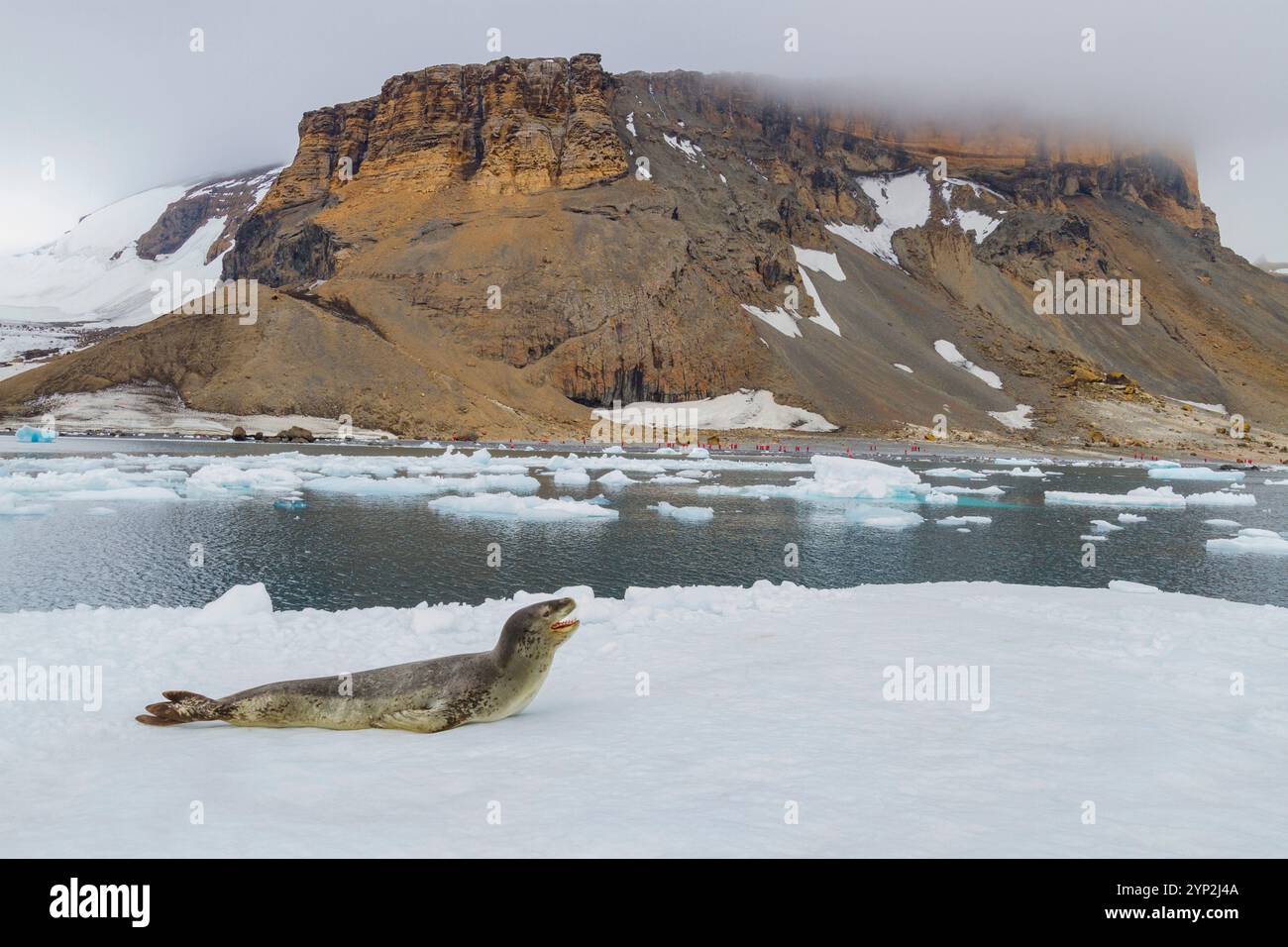 Ausgewachsene weibliche Leopardenrobbe (Hydrurga leptonyx), die auf Eis am Brown Bluff in der Nähe der Antarktischen Halbinsel, Antarktis, Polarregionen gezogen wird Stockfoto