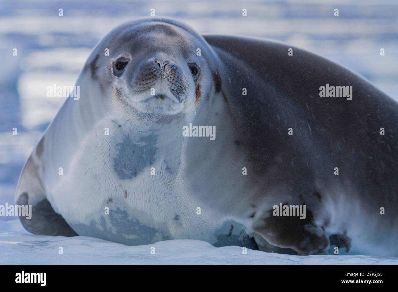 Crabeater Seehunde (Lobodon carcinophaga), die auf Eisschollen im Neko Harbor in der Nähe der Antarktischen Halbinsel, Antarktis, Polarregionen ausgetragen wurden Stockfoto