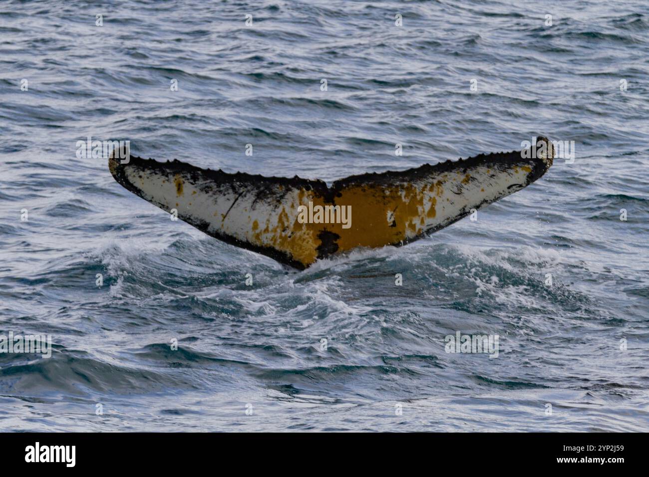 Buckelwale (Megaptera novaeangliae) tauchen in das Weddellmeer in der Nähe der Antarktischen Halbinsel, Antarktis, Polarregionen Stockfoto
