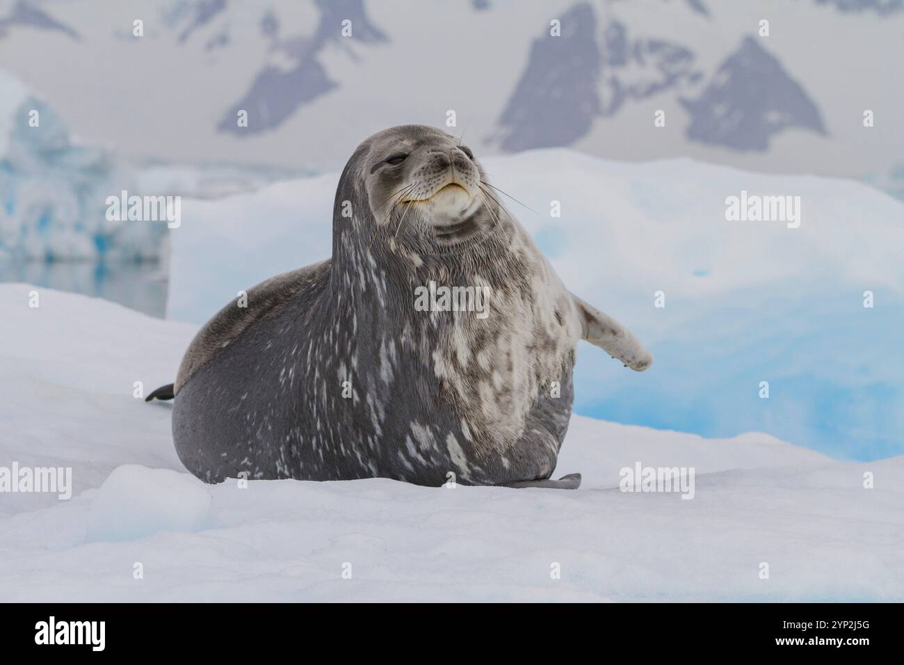 Adulte Weddellrobbe (Leptonychotes weddellii) auf Eis in der Nähe der Antarktischen Halbinsel, des südlichen Ozeans und der Polarregionen Stockfoto