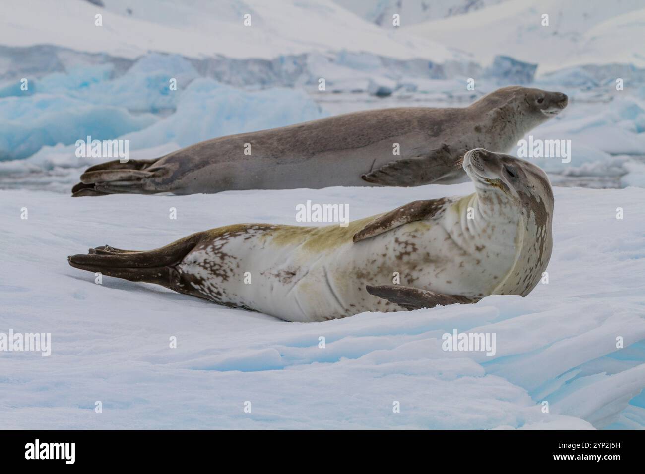 Crabeater Seehunde (Lobodon carcinophaga) wurden auf Eisschollen in der Nähe der Antarktischen Halbinsel, Antarktis, Polarregionen ausgetragen Stockfoto