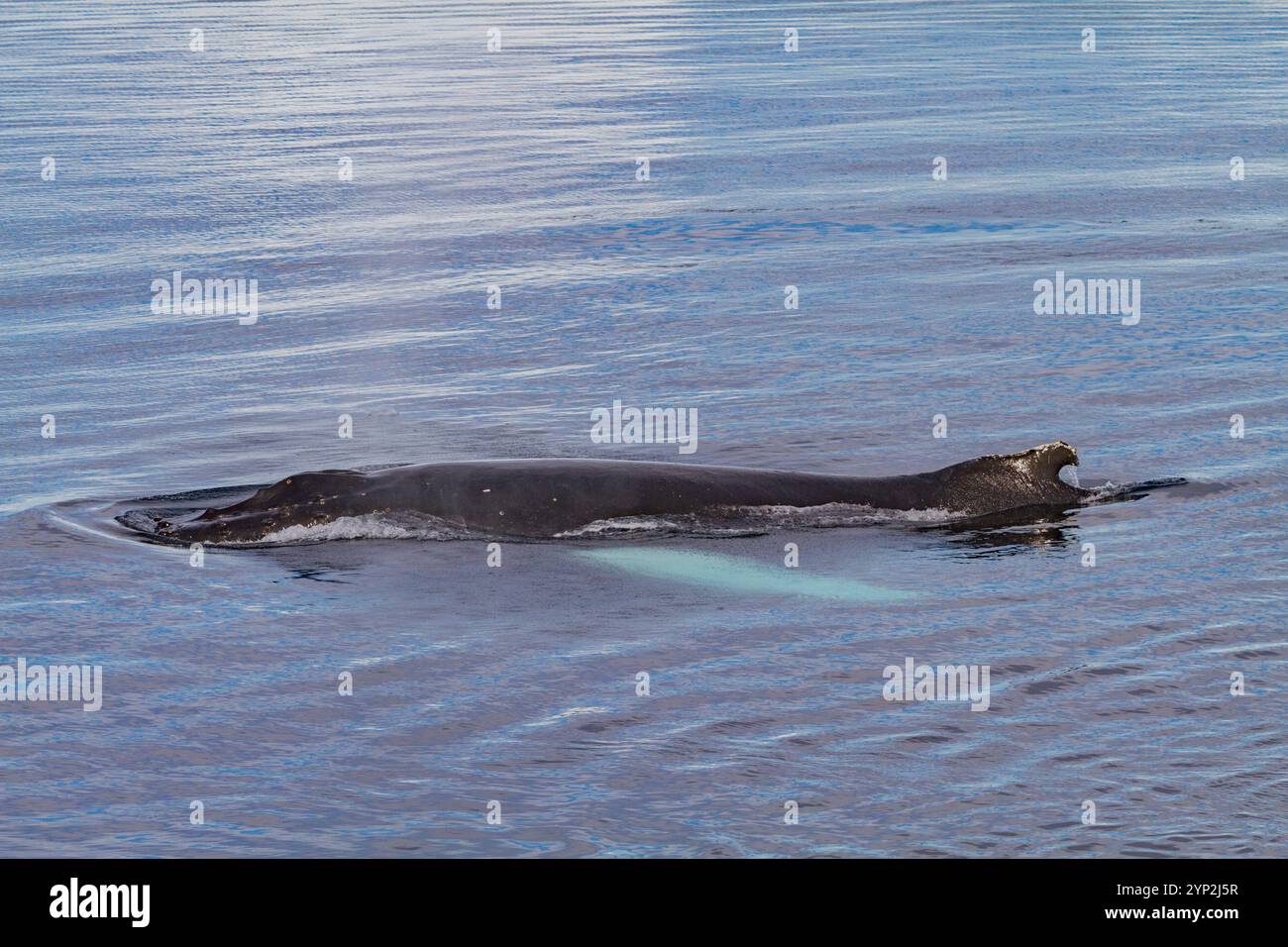 Buckelwal (Megaptera novaeangliae) taucht im Weddellmeer in der Nähe der Antarktischen Halbinsel, Antarktis, Polarregionen auf Stockfoto