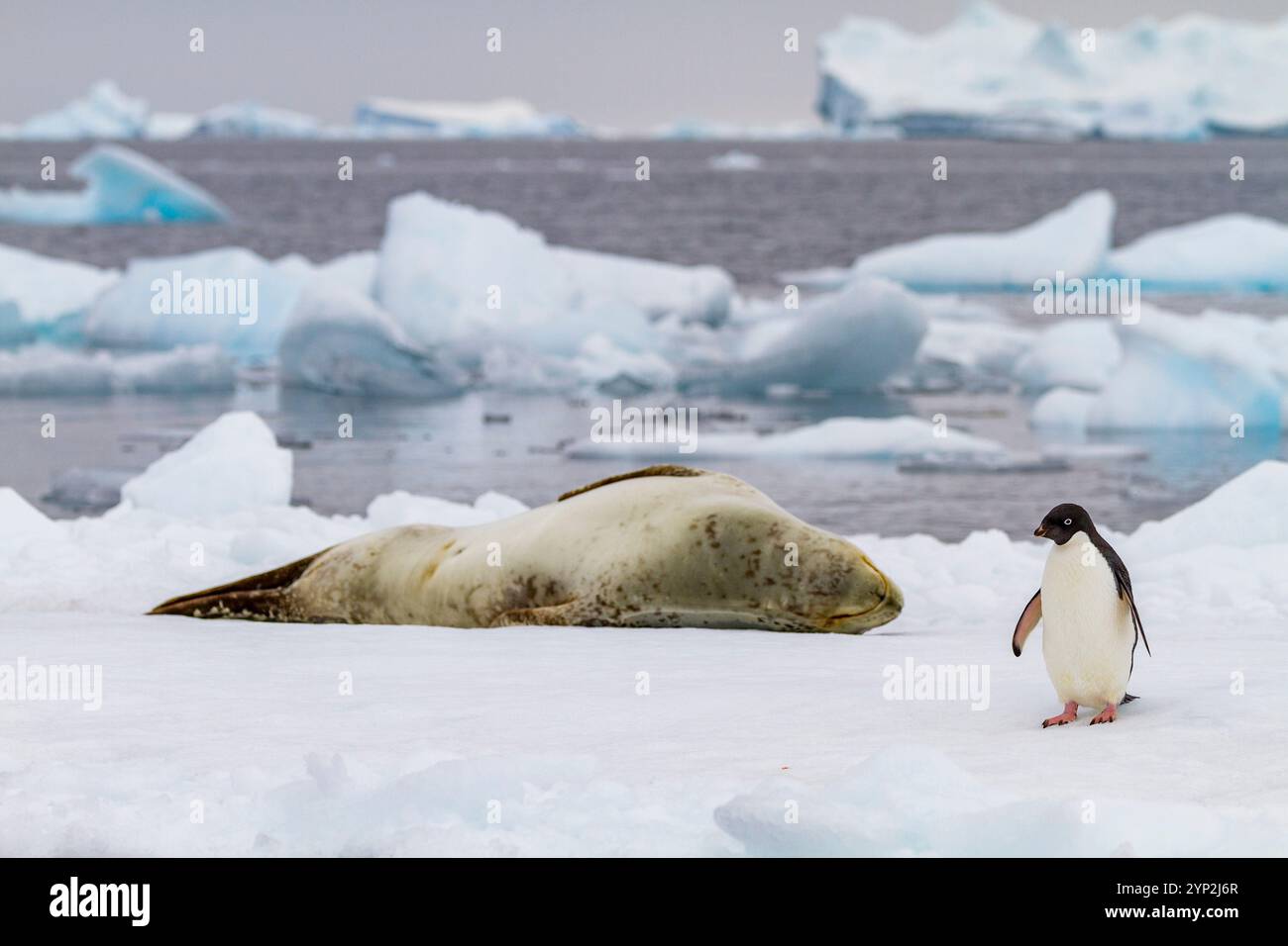 Adelie-Pinguin (Pygoscelis adeliae) auf Eisscholle mit Seehunde am Brown Bluff, Antarktis, Polarregionen Stockfoto