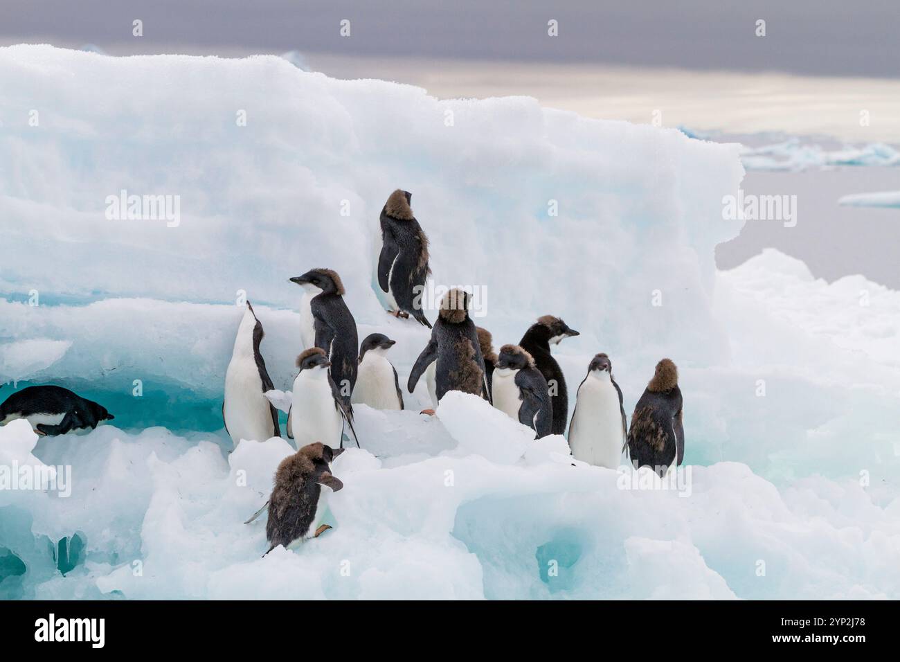 Adelie-Pinguin (Pygoscelis adeliae)-Küken im ersten Jahr in der Zuchtkolonie Brown Bluff, Antarktis, Polarregionen Stockfoto