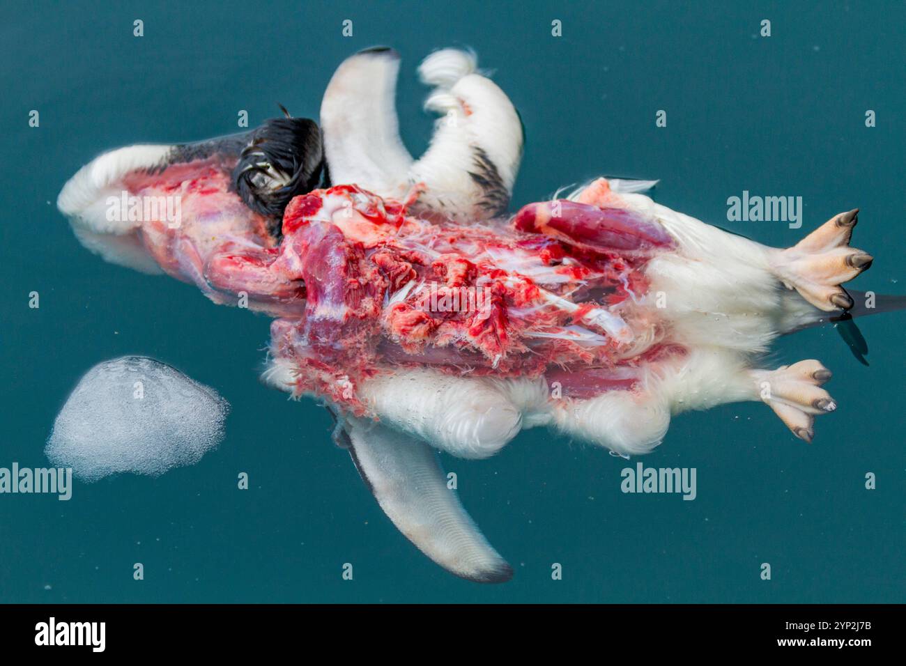 Der tote Adelie-Pinguin (Pygoscelis adeliae) wurde von einem antarktischen Seehund bei Brown Bluff, Antarktis, Polarregionen, angegriffen, getötet und gegessen Stockfoto