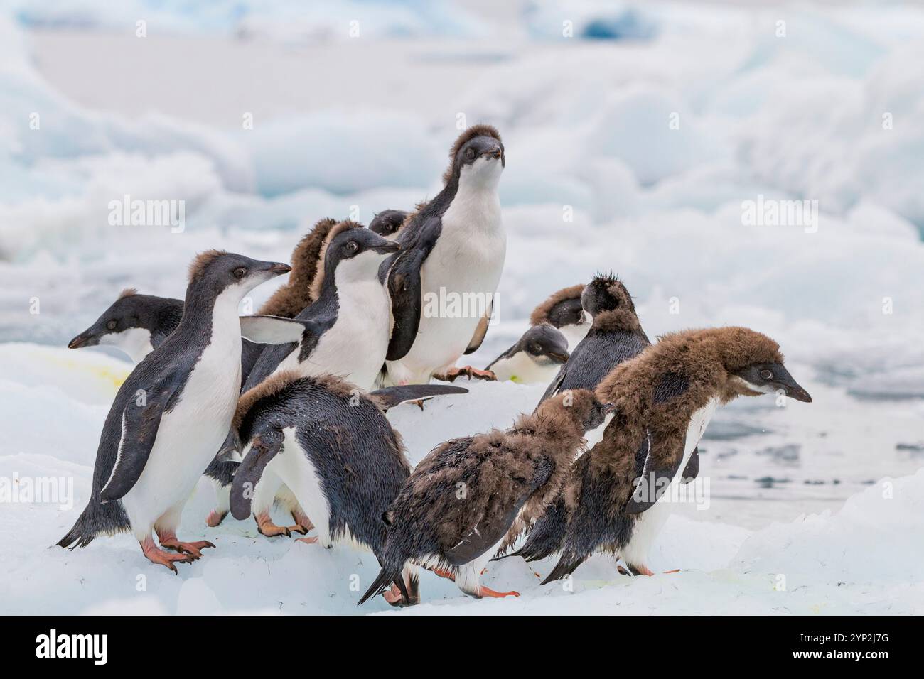 Adelie-Pinguin (Pygoscelis adeliae)-Küken im ersten Jahr in der Zuchtkolonie Brown Bluff, Antarktis, Polarregionen Stockfoto
