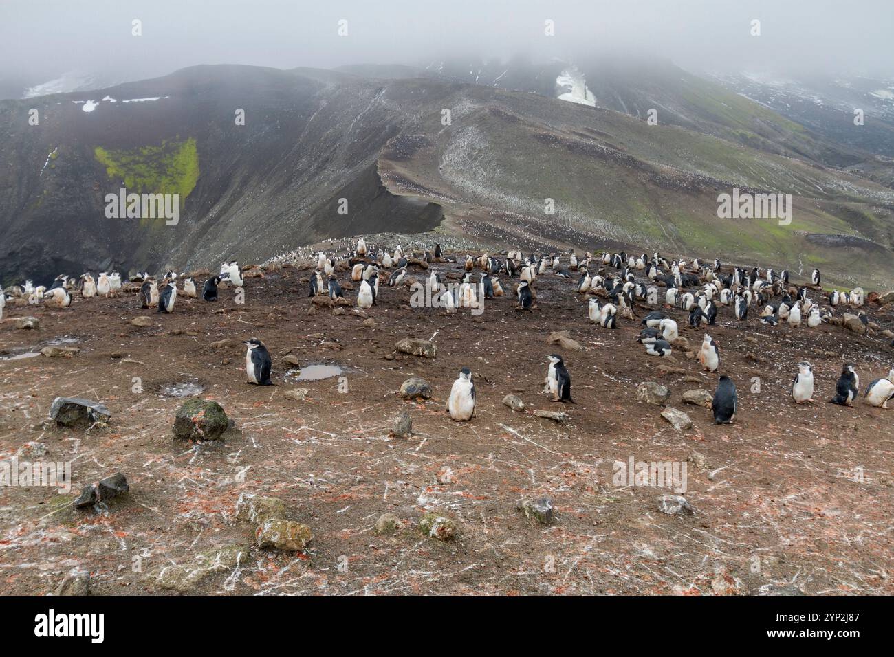 Die Brutkolonie von Kinnpinguinen (Pygoscelis antarktis) in Baily Head auf Deception Island, Antarktis, Südpolarregionen Stockfoto