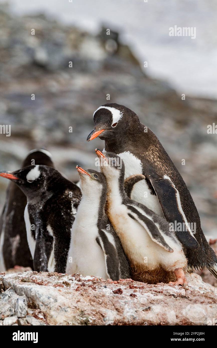 Gentoo-Pinguin (Pygoscelis papua) mit Küken in der Zuchtkolonie auf Booth Island, Antarktis, Südpolarregionen Stockfoto