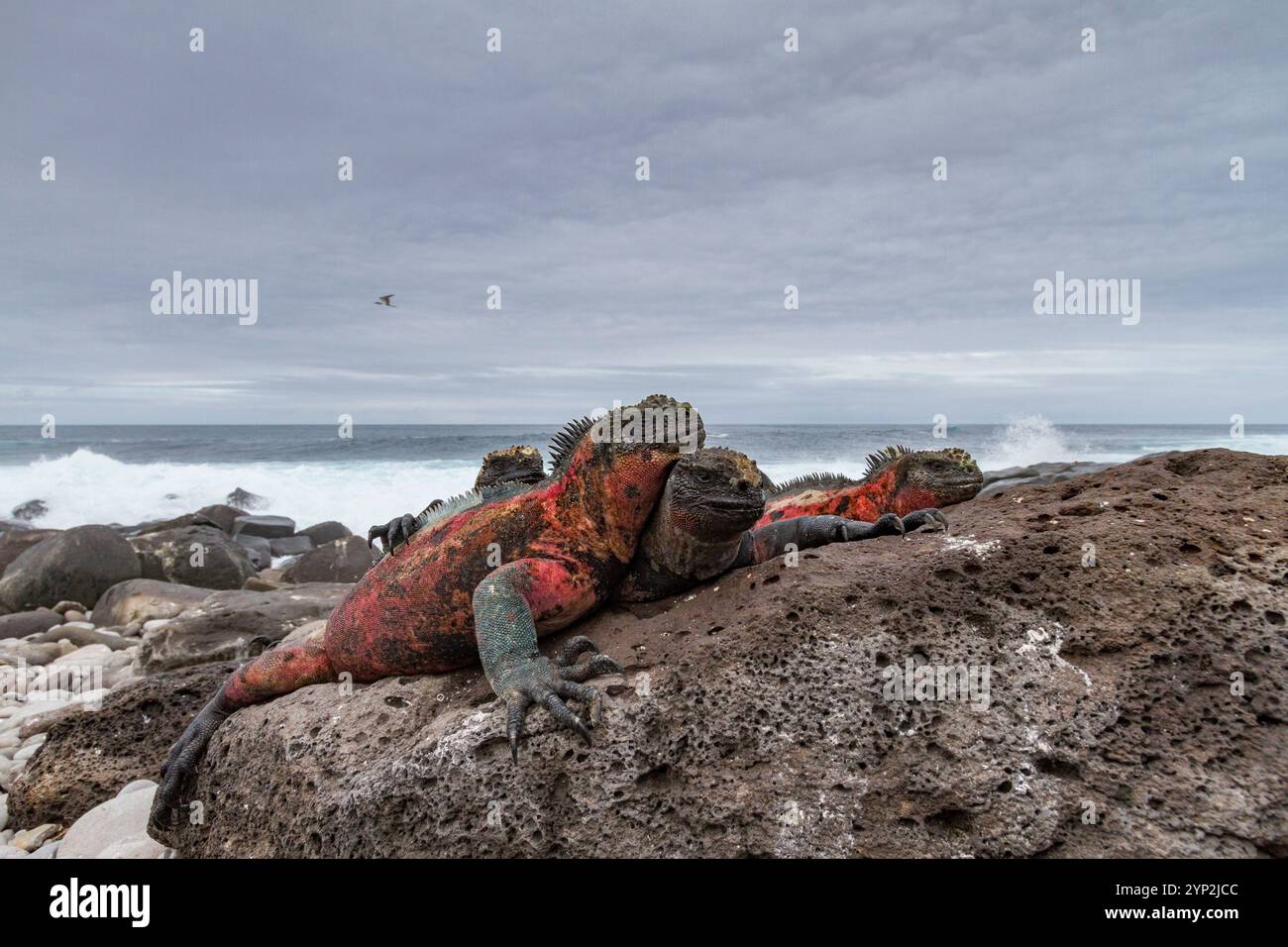 Der endemische Galapagos-Meeresleguan (Amblyrhynchus cristatus) auf der Insel Espanola auf den Galapagos-Inseln, UNESCO-Weltkulturerbe, Ecuador Stockfoto