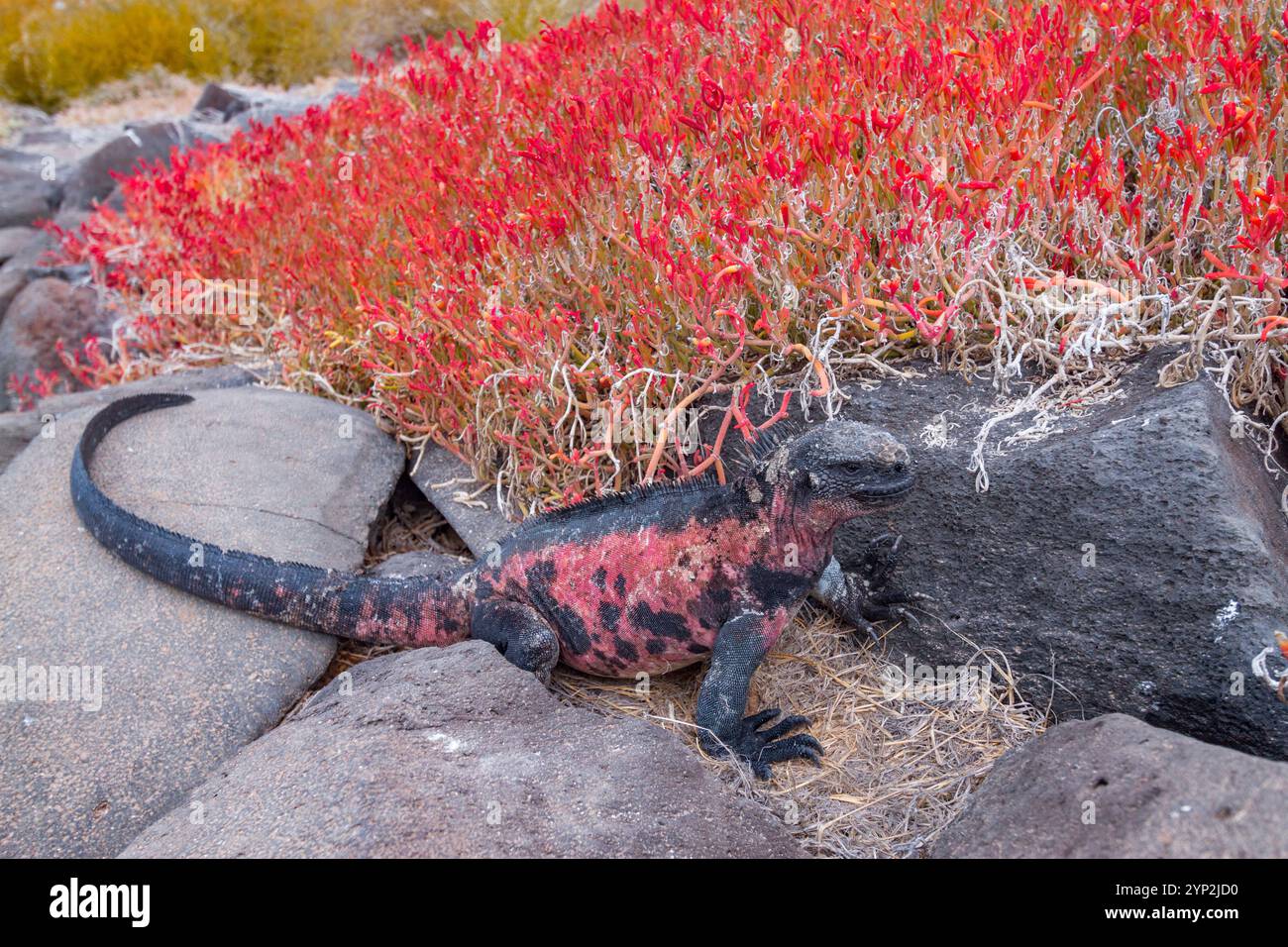 Der endemische Galapagos-Meeresleguan (Amblyrhynchus cristatus) auf der Insel Espanola auf den Galapagos-Inseln, UNESCO-Weltkulturerbe, Ecuador, Süden Stockfoto