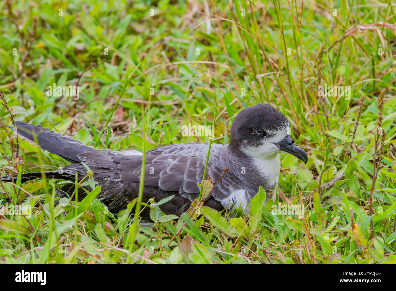 Adulte Galapagos-Petrel (Pterodroma phaeopygia) (Patapegada) nistet auf dem aufsteigenden Grasland der Insel Santa Cruz im Galapagos Island Archipel Stockfoto