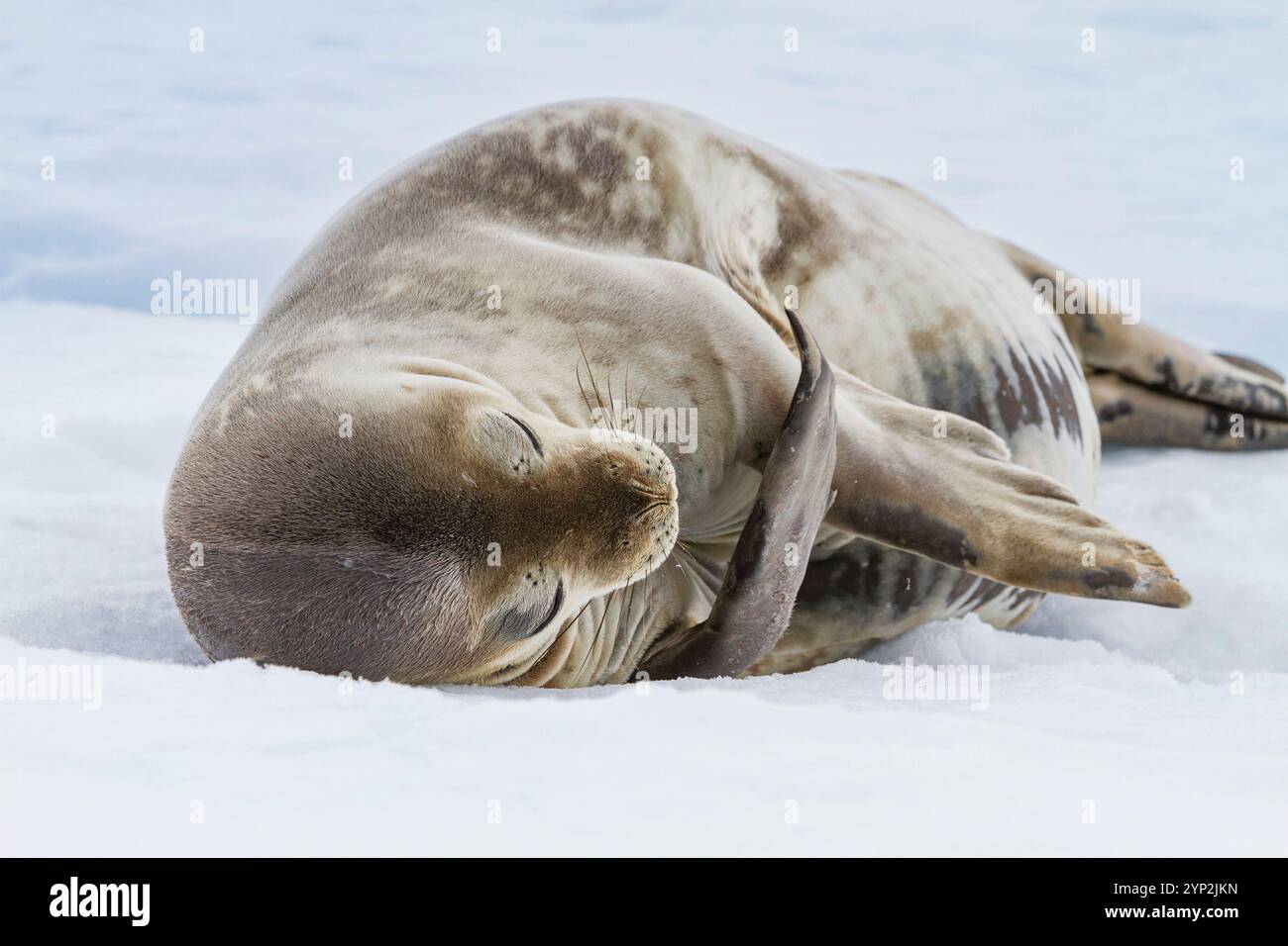 Adulte Weddellrobbe (Leptonychotes weddellii), die auf Eis in der Nähe der Antarktischen Halbinsel, Antarktis, Polarregionen gezogen wird Stockfoto