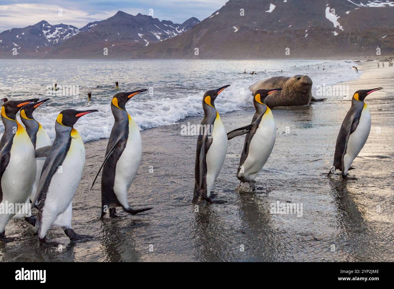 Königspinguin (Aptenodytes patagonicus), Zucht- und Brutkolonie auf Südgeorgien, Südpolarregionen Stockfoto