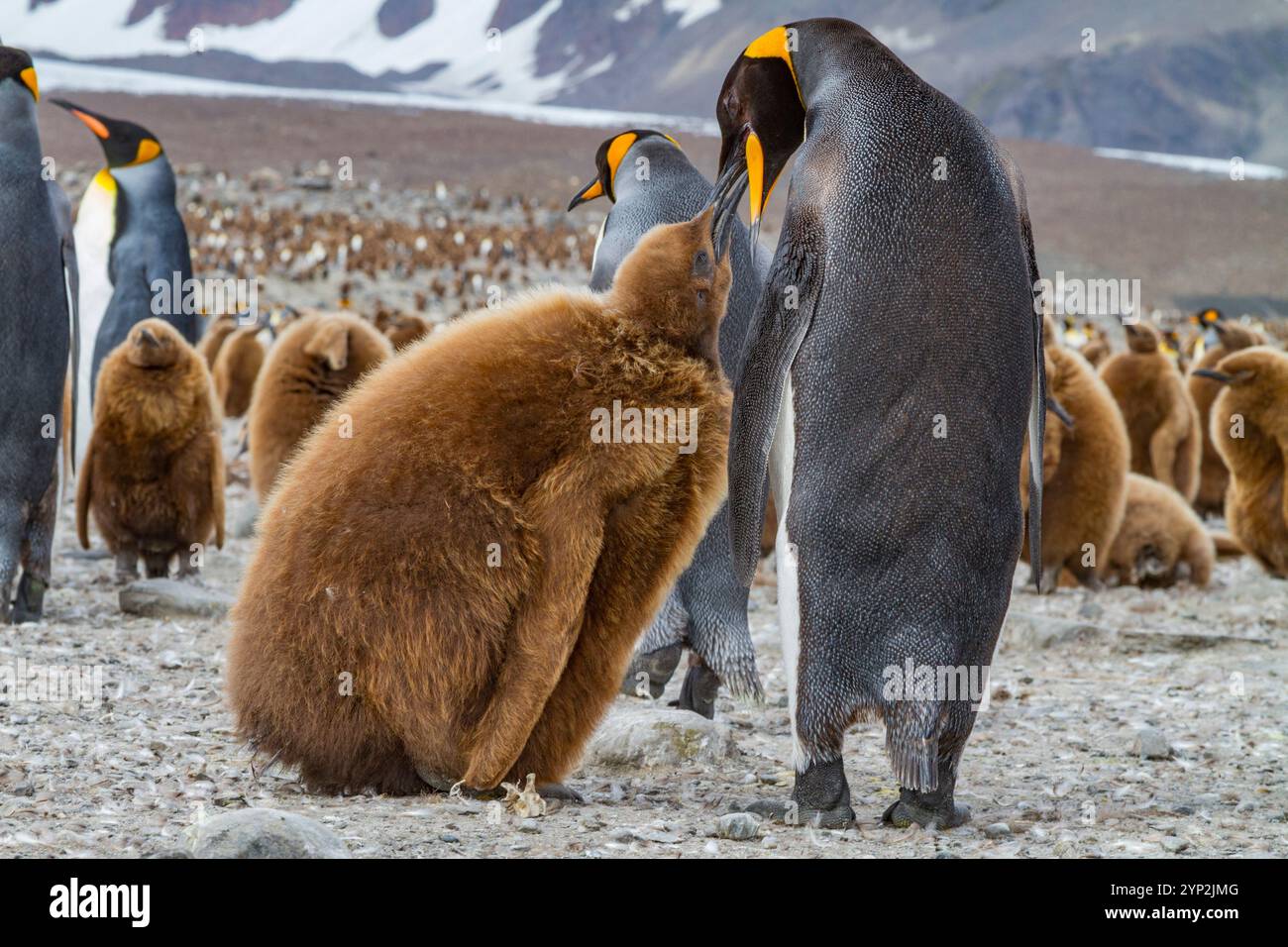 Adulter Königspinguin (Aptenodytes patagonicus) bei der Fütterung von Küken auf Südgeorgien Island, Südpolarregion Stockfoto