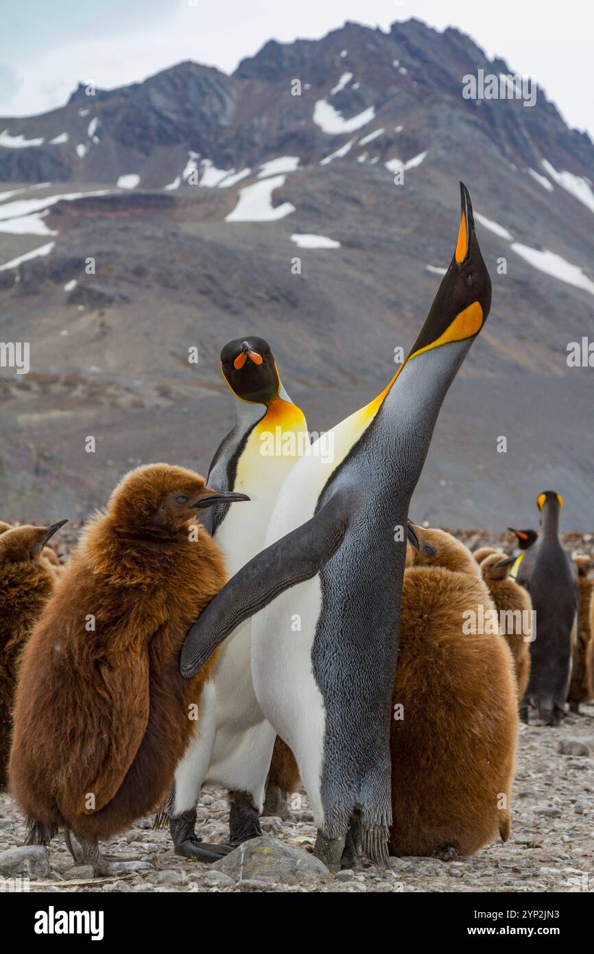 Adulter Königspinguin (Aptenodytes patagonicus) bei der Fütterung von Küken auf Südgeorgien Island, Südpolarregion Stockfoto