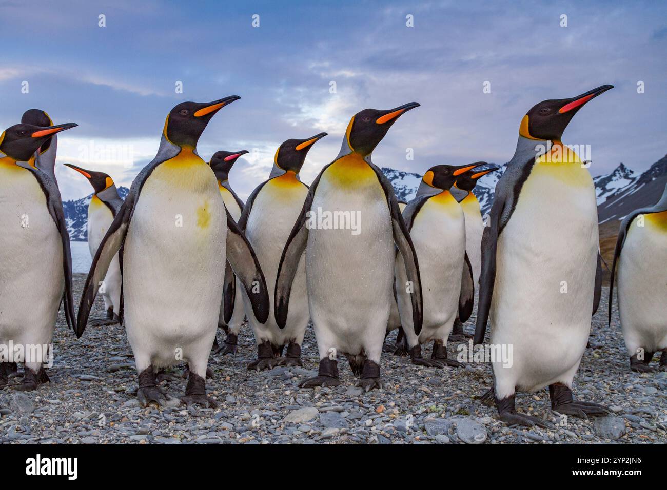 Königspinguin (Aptenodytes patagonicus), Zucht- und Brutkolonie auf Südgeorgien, Südpolarregionen Stockfoto