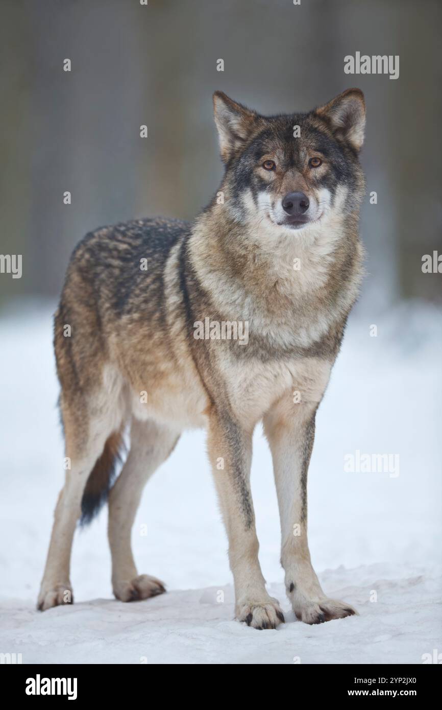 Great Plains Wolf, Canis Lupus nubilus, Wolf, Winter, kaltes Deutschland gefährlich, Wintermantel Stockfoto