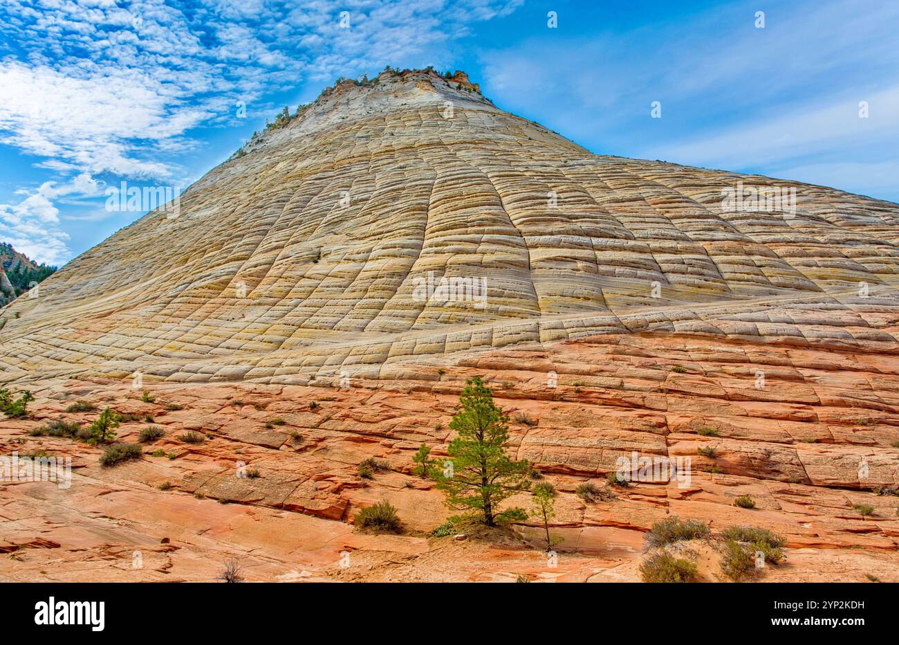 Schachbrett Mesa, ein 900 Meter hoher Sandsteingipfel im Kane County, Zion National Park, Utah, USA, Nordamerika Stockfoto
