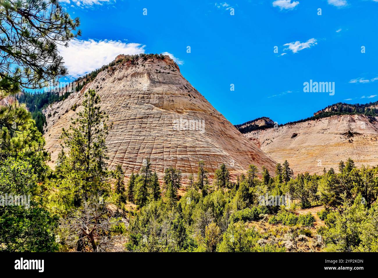 Schachbrett Mesa, ein 900 Meter hoher Sandsteingipfel im Kane County, Zion National Park, Utah, USA, Nordamerika Stockfoto