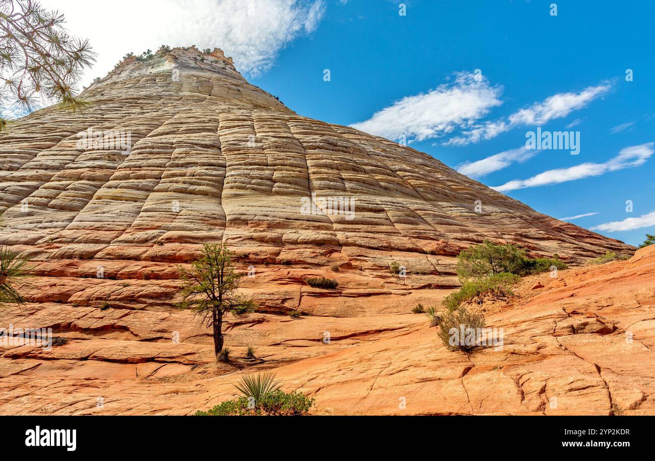 Schachbrett Mesa, ein 900 Meter hoher Sandsteingipfel im Kane County, Zion National Park, Utah, USA, Nordamerika Stockfoto