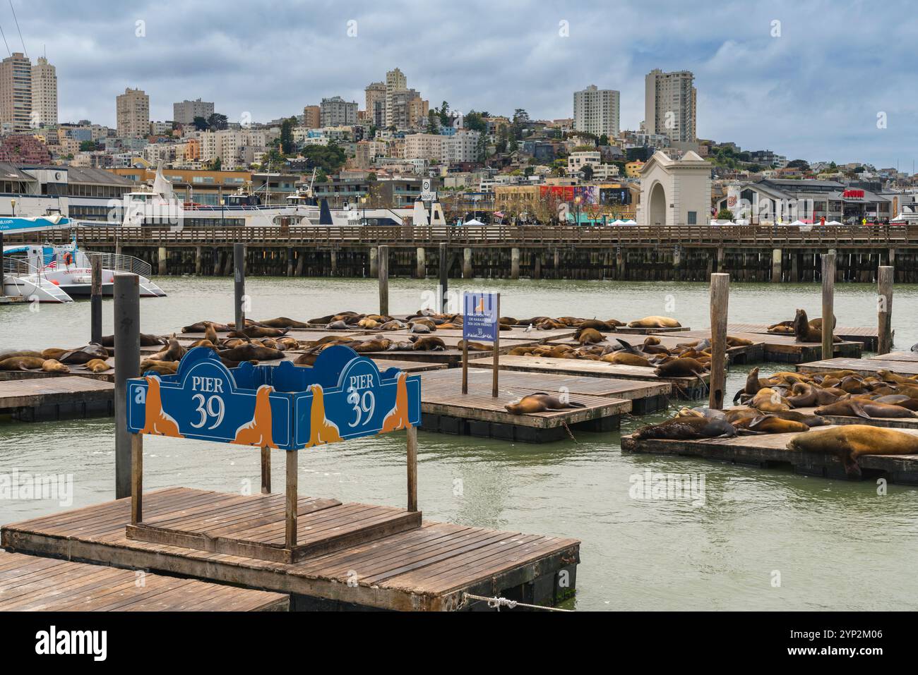 Kalifornische Seelöwen entspannen am Pier 39, San Francisco, San Francisco Peninsula, Kalifornien, Vereinigte Staaten von Amerika, Nordamerika Stockfoto