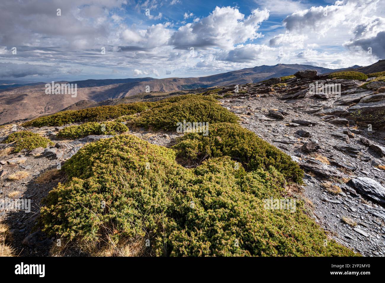 Landschaften der Sierra Nevada mit wacholder, Andalusien, Spanien, Europa Stockfoto